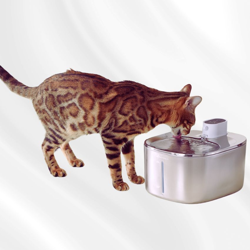 cat drinking from the wireless cat water fountain