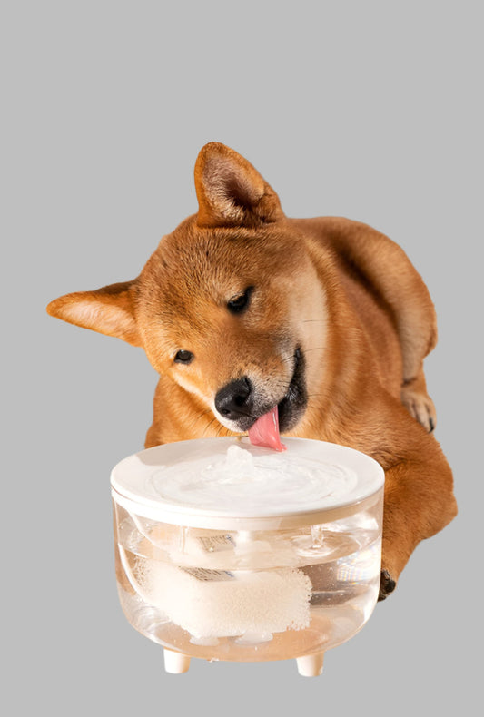 happy dog drinking fresh water from water bowl fountain 